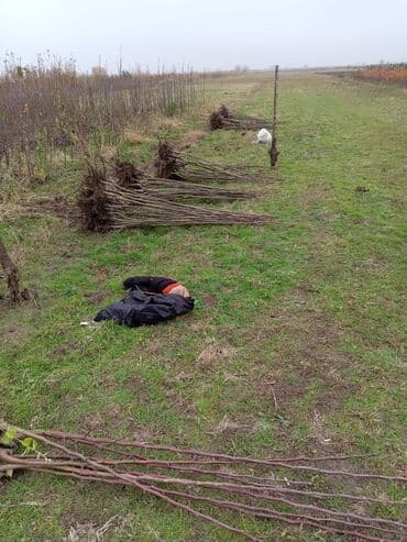 продам ворота бу: Саженцы деревьев — 5