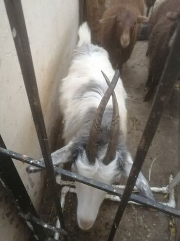 bengal pişiyi qiymeti: Şəkildəki çəpişlər satılır. Hər üçü də xarici sortdur. 6-7 aylıq cavan — 6