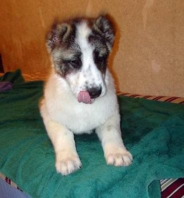 dogo argentin: Cinsi və peyvənd olunmuş İtləri gəzdirmək, saxlamaq, çimizdirmək — 7