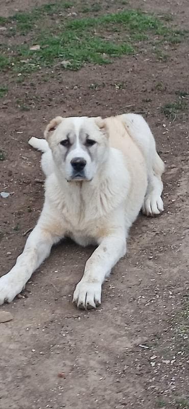 coban iti haqqinda melumat: Qurdbasar, 4 ay, Dişi — 3