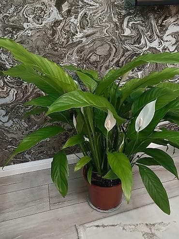 yasil: Spathiphyllum (Sülh Zanbağı) – dekorativ otaq bitkisi - Növ — 2