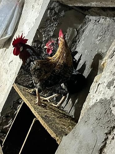 yeher satisi: Xoruz, il: 1 — 1