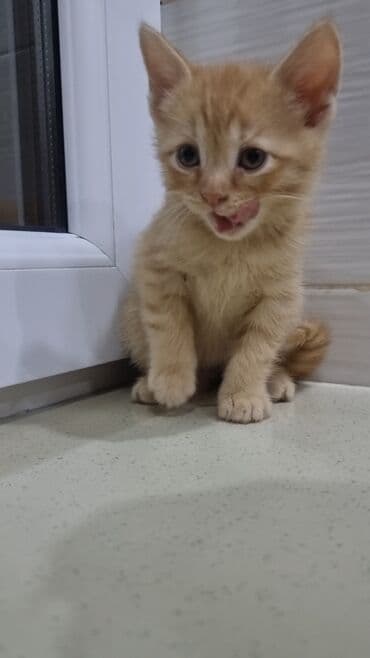 pişik şekileri: Şotland, Erkək, Ünvandan götürmə, Ödənişli çatdırılma — 10