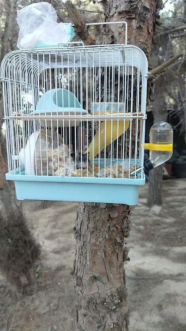 Hamster üçün tam dəst qəfəs - Brend: Dayang Pet Products - İki