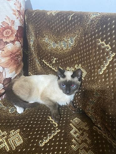 balaca itler satisi: Siam — 1