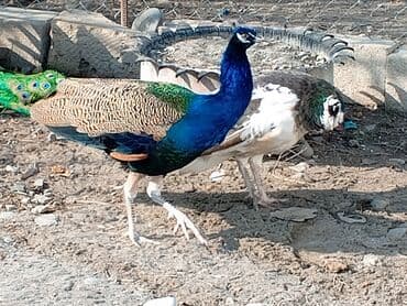 cins buzovlar: Məhsul: Təbiət guşəsi və ya fərdi təsərrüfat üçün tovuz quşları (1 — 2