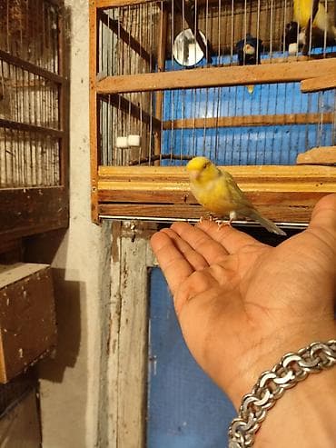 su qabı: Bül Bül əldən qorxmur bul bul salovey əl quşu rucnoy Sarı kanareyka – — 2