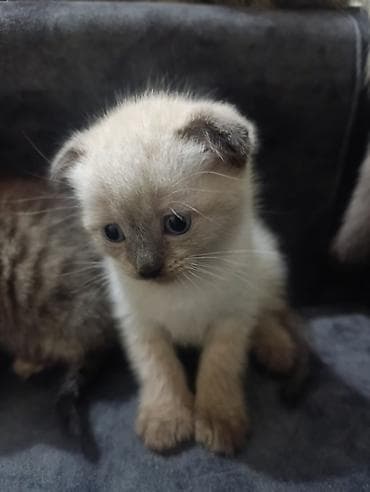 etibarli ellere it: Şirin balaca pişiklər - Cins: şəkillərdə müxtəlif qıvrımqulaqlı və — 4