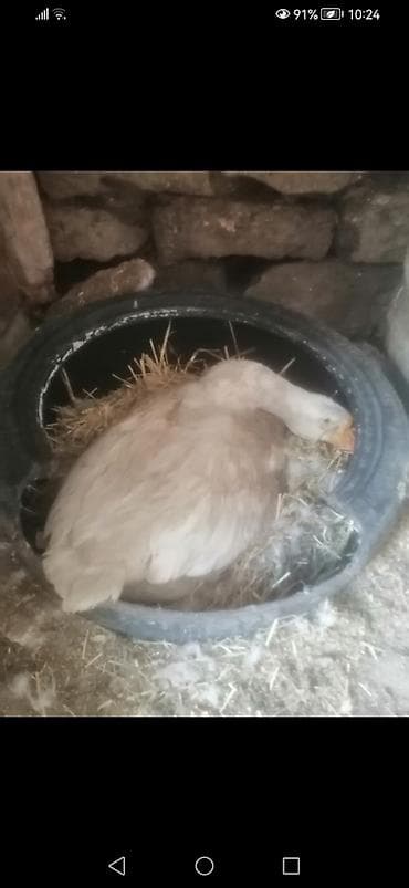 bala it: Məhsul: Xalmaqor qazlar. Arginal ağ rəngli ləkəsiz 1 cüt Xalmaqor — 2