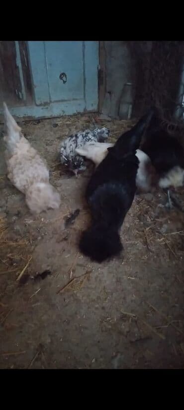 tutuquşu qiymeti: Toyuq cücələri, Damazlıq — 8