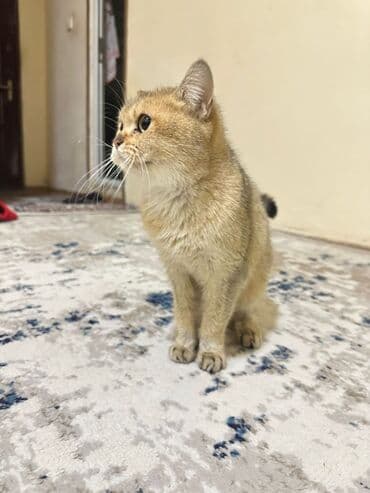 cins pişiklərin satışı: Şinşilla, Dişi — 3