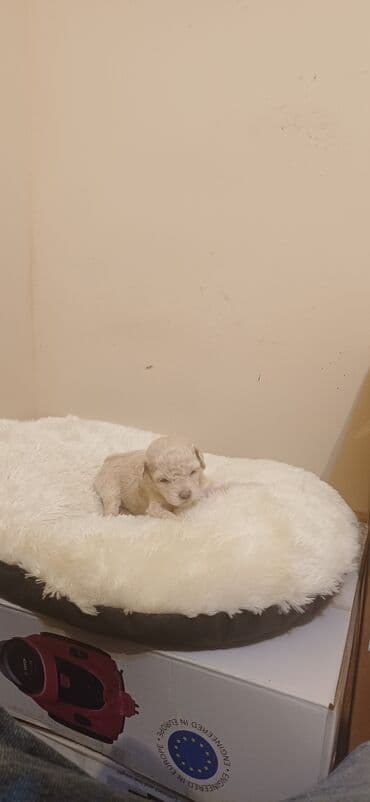 hind qusu satisi: Pudel, Dişi, Peyvəndli, Ödənişli çatdırılma — 2