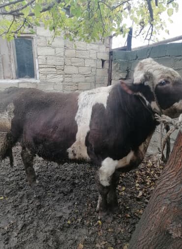 Super kökdü başqa danalarda varımdı cəkisi 550 560 kilo olar lalafo.az -da Super kökdü başqa danalarda varımdı cəkisi 550 560 kilo olar