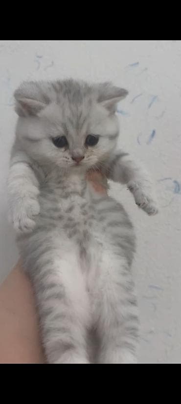 it balası: Gümüş rəngli balaca pişik balası – yumşaq, qalın tüklü, qara iri — 1