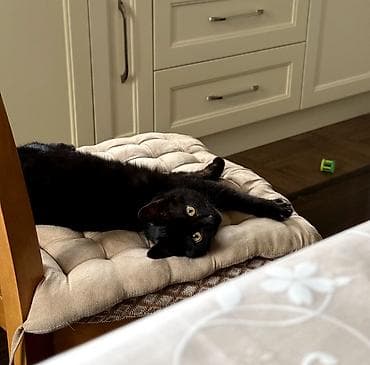 ev iti satilir: Dişi, Yaxşı əllərə — 8