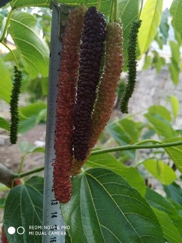 çiyələk ağacı: Tut ağacı (Pakistan)sortu şekilde göründüyü kimi meyvəsinin uzunluğu — 2