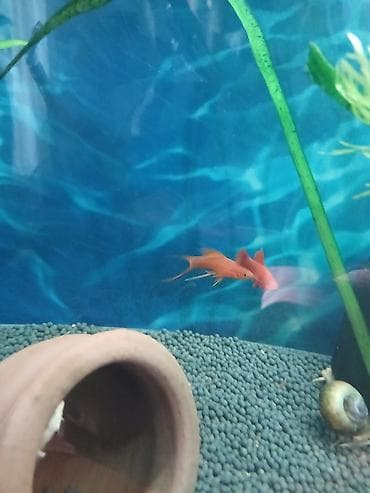 Meçenos balığı, Sülhsevər