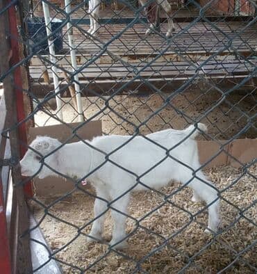 Quzu: Südçülük yönümlü ağ keçi (sağmal) Xüsusiyyətlər: - Ağ, qısa tüklü — 3