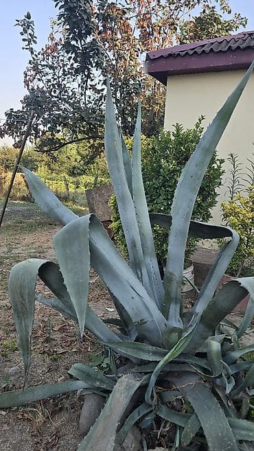 gul novləri: Aqava (Agave) – iri ölçülü dekorativ sukulent - Növ: Agave americana — 1