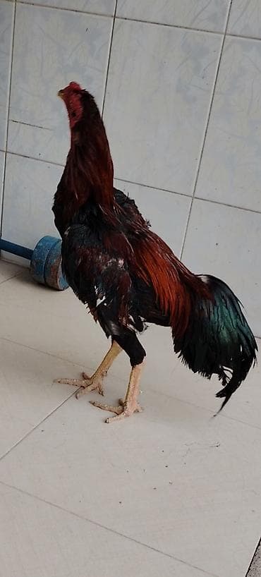 sirin itler: Malay (uşaq) xoruzu - Cins: ehtimalən Malay/oyun tipli uzunboylu — 2