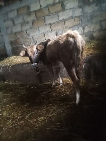 Digər heyvanlar: 8 yin dügesdi ciddi şexsler zeng vurun 830 mantı deliş qimeti hevan — 4