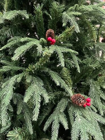 yolka ucuz: 150-100azn 180-150azn 210-200azn 240-250azn 270-360azn 300-470azn — 2