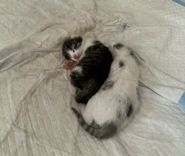 pişik tap az: Erkək, Dişi, Yaxşı əllərə — 8