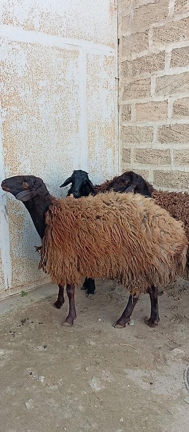 qoyun barter: Salam ünvan Bakıin maştağa kendi obşi 3 baş əsil damazliq üçün qoçlar — 7
