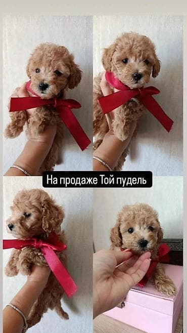 Пудель, 2 месяца, Самец, С прививками, Самовывоз