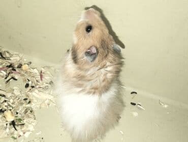 купить хомяка в баку: Hamster (Suriya/long‑haired tipinə bənzər) - Rəng: açıq qəhvəyi–ağ — 7