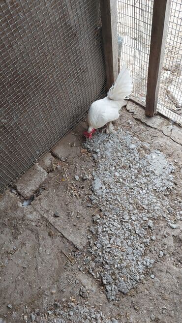 iri buynuzlu heyvan satisi: Ağ rəngli dekorativ xoruz - Tam ağ lələk örtüyü, dik və sıx quyruq - — 1