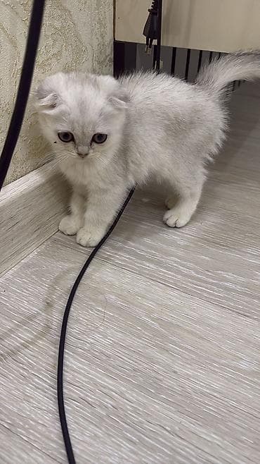 Quşlar: Şotland — 3