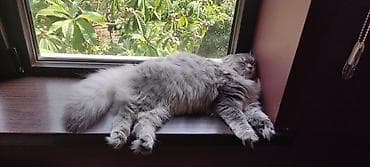 sibir pisiyi: Britan — 6