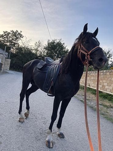 doberman balasi satilir: 9 yasi var, caparaqdi, hecbir pis xasiyyeti yoxdur, saglam atdir — 2
