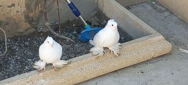 haski satilir: Satılır: Fantail tipli dekorativ göyərçin Xüsusiyyətlər: - Rəng — 15