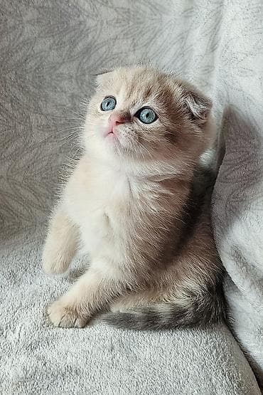 pisik pers: Britan, Erkək, Dişi, Yaxşı əllərə, Ünvandan götürmə, Pulsuz çatdırılma, Ödənişli çatdırılma — 8