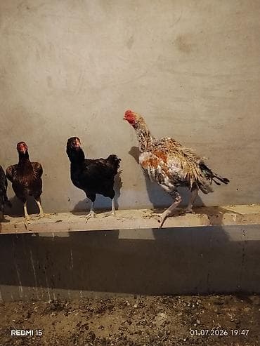 heyrati becesi: Heyrati Pleymut Yumurta satilir Shamo qarisigi ata Shamo Ana Brazilya — 5