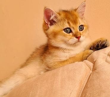 Gəmiricilər: Britan — 1