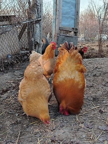 Quşlar: Bu dekorativ toyuqlar satılır tam sağlam toyulardı tez tez kürt — 3