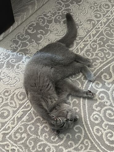 pisik cutlesdirmek: Şotland yastı qulaq, Dişi — 3