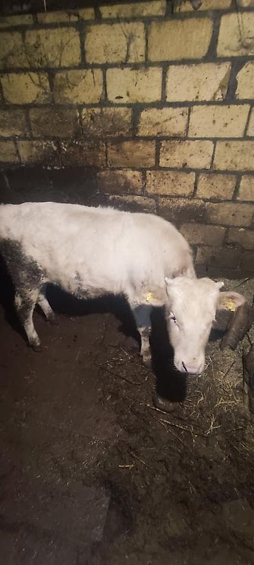 qara it sekilleri: Dana, buzov, Erkək, ay: 12, 130 kq, Ətlik — 6