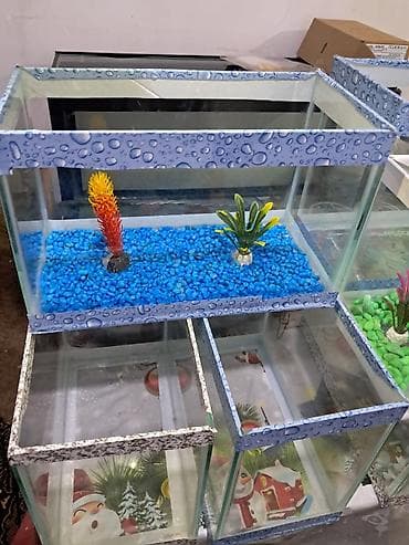 Hazır akvarumlar içinin bezeyi başı 6 eded balığı 1eded bala — 3