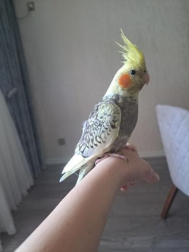 rengli quslar: Nymph paraket (cockatiel) – parlaq sarı çələngi və yanaqlarında — 2