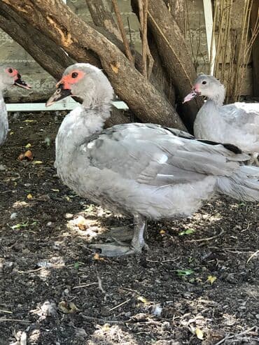 Lavanda erkek ordey satilir.2 ededdir.əsil damazliqa lalafo.az -da Lavanda erkek ordey satilir.2 ededdir.əsil damazliqa