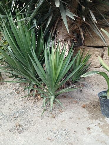 алоэ гулунун дарылык касиети: Bitki: Yucca (yucca filamentosa tipli dekorativ kserofit) Təsvir: - — 2