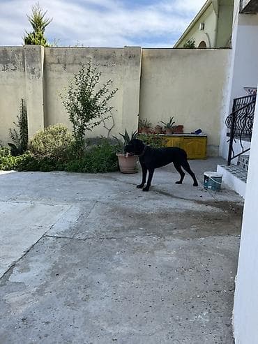 kanekorsa: Kane-Korso, 10 ay, Dişi, Peyvəndli, Ödənişli çatdırılma, Ünvandan götürmə — 3