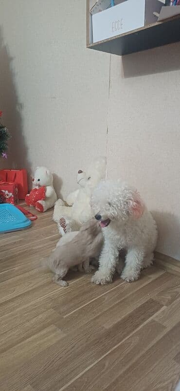 золотистый ретривер баку: Пудель, Самка, С прививками, Платная доставка — 9