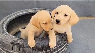 labrador satisi: Labrador-retriver, 2 ay, Peyvəndli, Ünvandan götürmə — 2