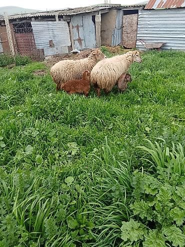 coban iş: Ciddi fikri olan zengin vursun 1100 delir cütü riyalı alcıyla — 7