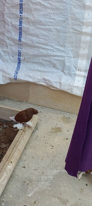 Cins göyərçin – ağ başlı, qəhvəyi-bənövşəyi bədənli, ağ quyruqlu və — 7